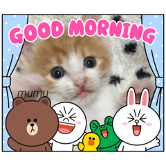 茶白猫むむの子猫の時スタンプだよ