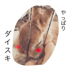 うさぎのララさん。