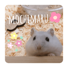 も ち ま る ♡ ⑵