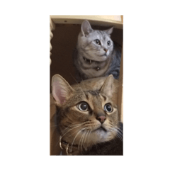 レオとゆきちゃん