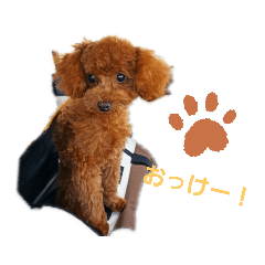 トイプードル　とわくんスタンプ　第二段