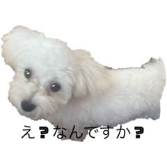 ウチのぷぅちゃん❤️