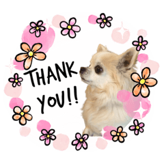 白いチワワのピノちゃん