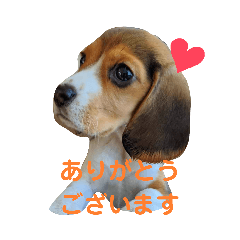 ビーグル♡あかり