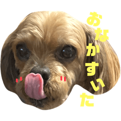 RAY★シープーズー★doggy