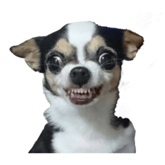 チワワのめいちゃん第3弾