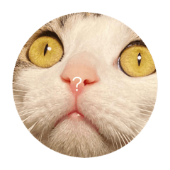 今日も猫ちゃん