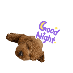 トイプードル⭐︎チョコ