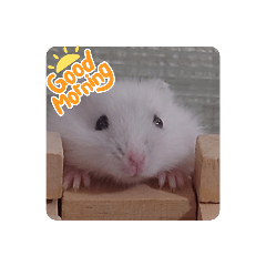 ハムスターのみゅうみゅう1