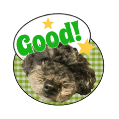 トイプーのお友達