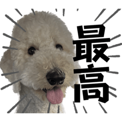 スタンプーこむぎの日常ひとこと