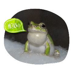 カエルのつぶやきfrog