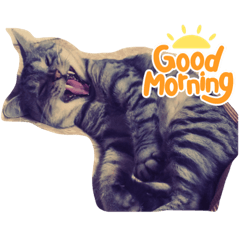 AMaNe.Co(あまねこ)