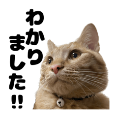 うちのかわいいちゃちゃまる