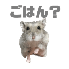 ごはんが好きなハムスター