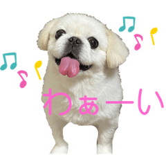 ふわくんの日常Part3