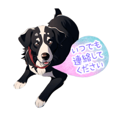 ポルちゃん　Bernese Mountain Dog