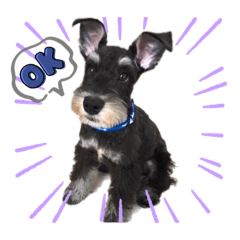 シュナウザー　KOTETU