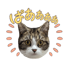 マンチカンのあずき②