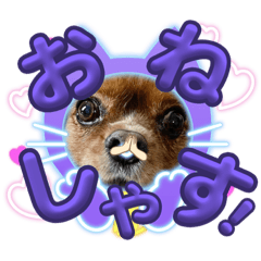 わんわんチャラ語