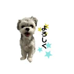 チワマルの日常②