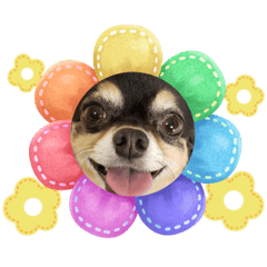 チワワの虎太郎②