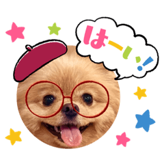 ポメラニアン・める２