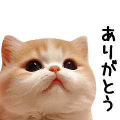 ネコマニアのためのかわいい動くスタンプ