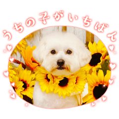 No.②ましゅーくん