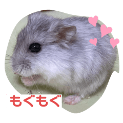 今日もかわいいはむちゃんスタンプ