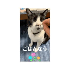 番猫ももにゃ <動くver.>