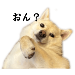 ポメ柴ぽむさん2