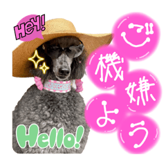 Adele様でちゅ❤️