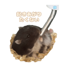 ぐぅたらめめさん