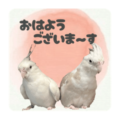 うちのおかめちゃんず