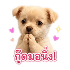 Lipton_20260501173555
