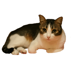 cat O_Ne