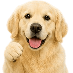Funny Golden Retriever V.4