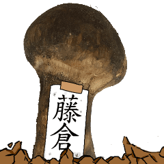 松茸研究家藤倉さんのマツタケ