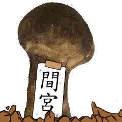 松茸研究家間宮さんのマツタケ