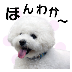 ビションフリーゼルナ 3（デカ文字写真）