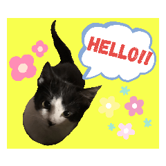 うちのネネちゃん