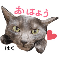 はくたんと愉快な仲間たち