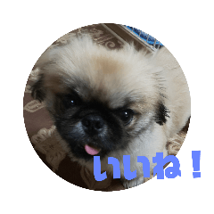 ペキニーズのアッピー3