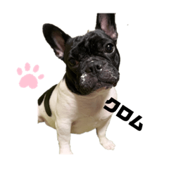 クロム♀と申します。