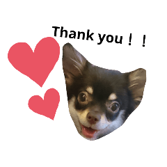 チワワさんの日常Part1❤