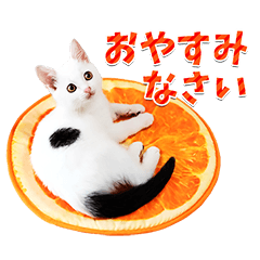 毎日使える♪黒白ねこ大集合！