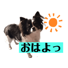 コロンのいろんな顔