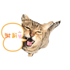 我らさくらニャンズ