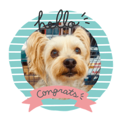 ヨーキーのぷっちゃん